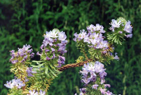 Coris monspeliensis